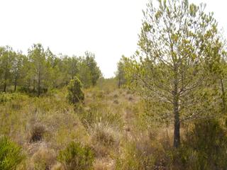 Finca rstica a Avenida museo 190. Parcela en sant jordi dalfama