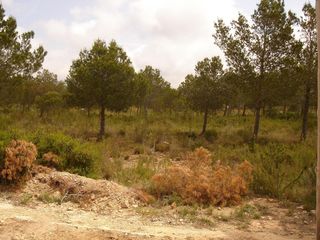 Terreno residenziale in Avenida capella la 159. Parcela en venta sant jordi bosque