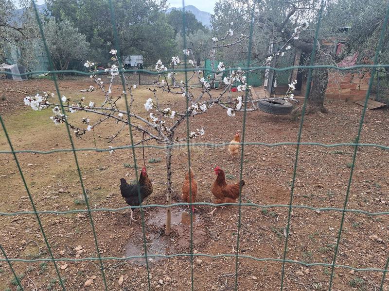 Foto a6ca3f52-74b5-4a99-89bf-8df3bcf1c3af. Terreno residenziale in Pratdip