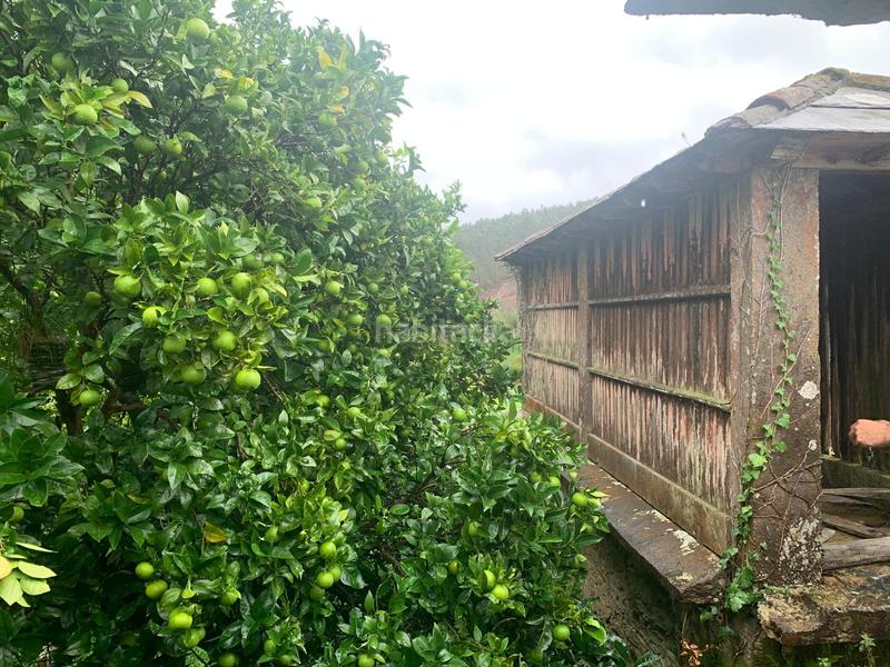 Foto 8b3ce539-c1d2-4edb-85a7-22ff7c9540b8. Casale in Moeche