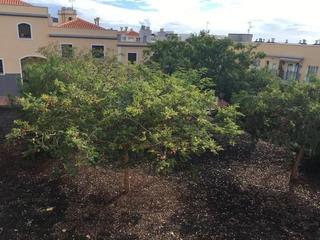 Location Duplex à Fañabé - Ifonche y Benítez. Alquiler duplex en fañabe