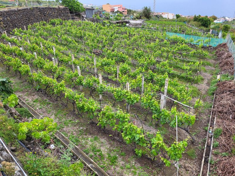 Foto a0148de8-e599-4520-98c0-64e93b639074. Casa amb aparcament a La Vega - El Amparo - Cueva del Viento Icod de los Vinos