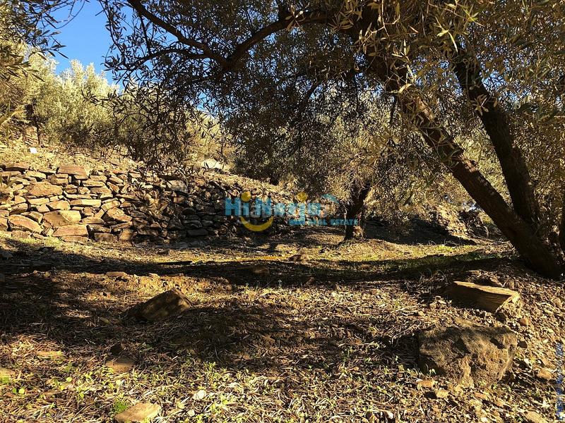 Foto 5656e116-7d32-4540-ab2a-828991953321. Terreno residenziale in Torrox pueblo Torrox