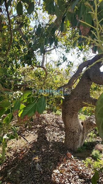 Foto b3a97dbe-8db8-49b4-85fa-b760dbeb3062. Residential plot in Almuñecar centro Almuñécar