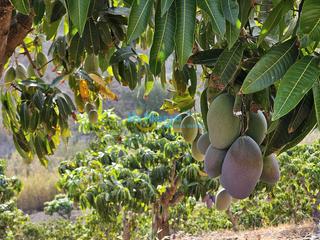 Terreny residencial a Camino Algarrobo - Las Arenas. Finca de mangos en producción