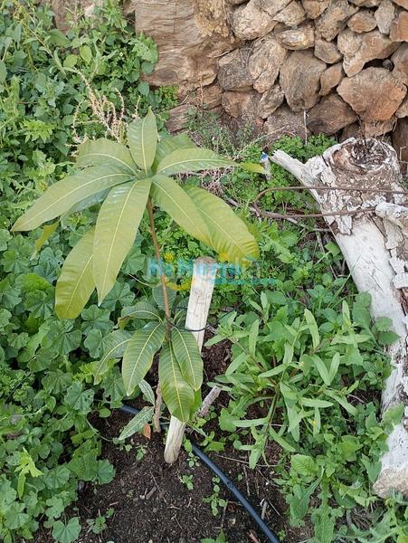 Foto 3c692997-5818-40a1-936c-c1e7c66eebfa. Terreny residencial a Algarrobo pueblo Algarrobo