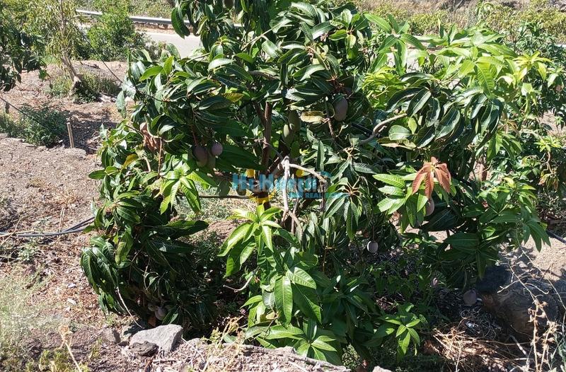 Foto 51ca59e0-904e-4994-9d8f-7765eca0893c. Terreny residencial a Algarrobo pueblo Algarrobo