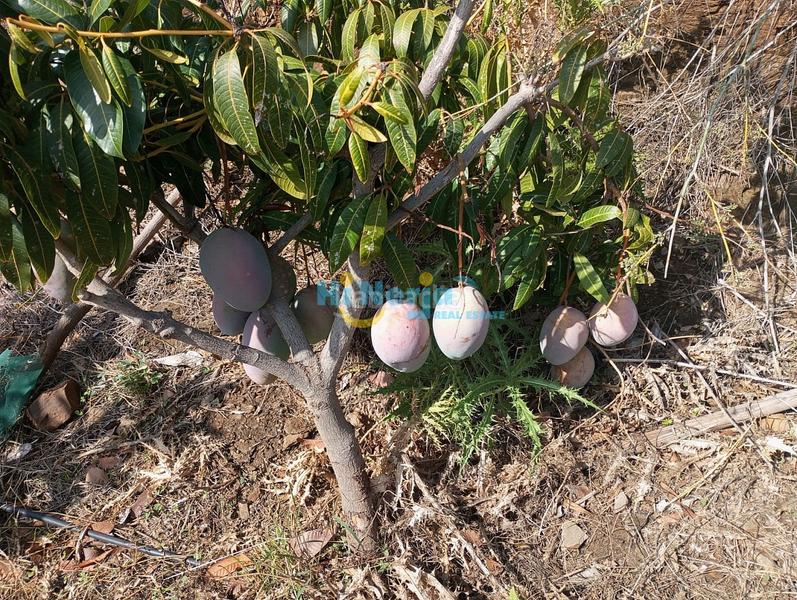 Foto 8deea49e-d3b6-48cc-9d72-3a2d83e1be63. Terreny residencial a Algarrobo pueblo Algarrobo