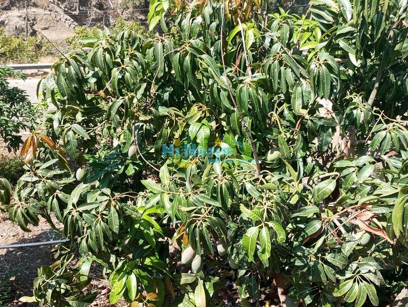 Foto a0b7bc87-fbb2-415a-9d09-d13c1463fb28. Terreny residencial a Algarrobo pueblo Algarrobo