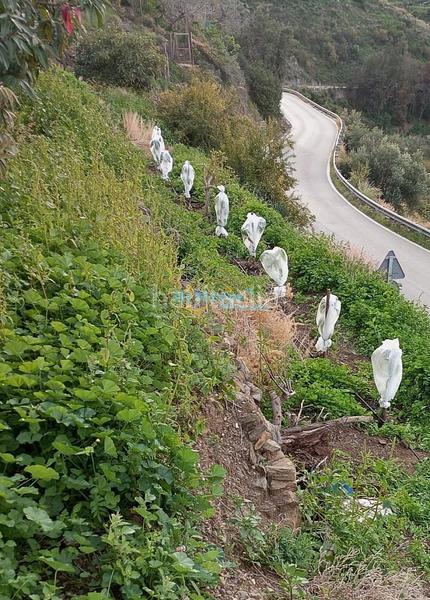 Foto a554f284-69b6-4b8e-9b67-f0442556c7b7. Terreny residencial a Algarrobo pueblo Algarrobo