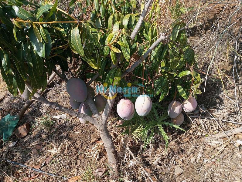 Foto dc2545bd-86fd-4ea9-838c-08990a3bf50d. Terreny residencial a Algarrobo pueblo Algarrobo