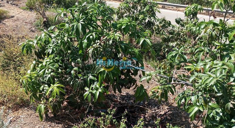 Foto ecc8b09b-4a6a-4c80-a8a4-f317b288bd48. Terreny residencial a Algarrobo pueblo Algarrobo