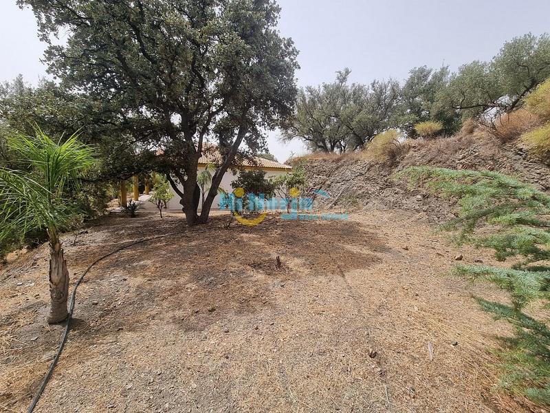 Foto 01feaa7b-4cb9-41da-afc9-4684e12f118f. Casa  de campo 3 dormitorios con parcela de 3242 m2 y vista despejada a la montaña en Canillas de Aceituno