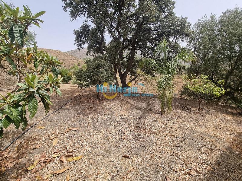 Foto 409660b3-6c7a-4454-84e1-519939878474. Casa  de campo 3 dormitorios con parcela de 3242 m2 y vista despejada a la montaña en Canillas de Aceituno