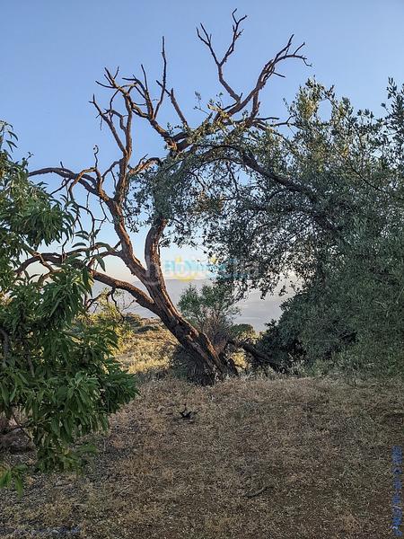 Foto 04c7e7b8-4ed2-4871-9089-96edf3f446e1. Terreny residencial a Periana