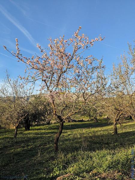 Foto 77b21d66-6878-46b5-a634-9d14a76ed839. Terreny residencial a Periana