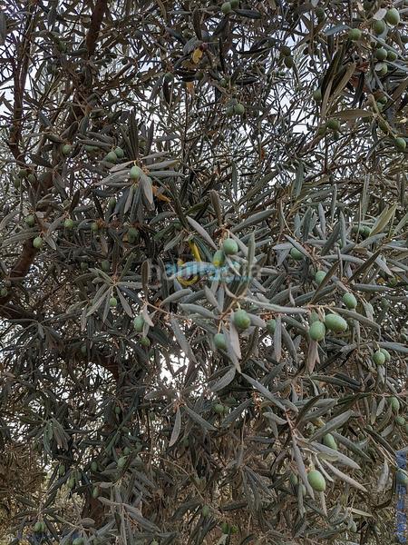 Foto 8ccb083a-5cea-4afb-bad7-3178268ccac6. Terreny residencial a Periana