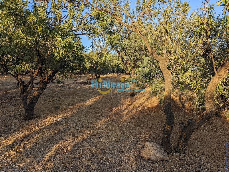 Foto f259b221-dc73-4bf9-8f5e-a2536438b9d2. Terreny residencial a Periana