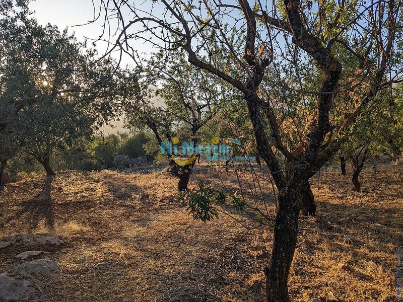 Foto f94b64b3-644d-4781-92c8-20f561a20d75. Terreny residencial a Periana