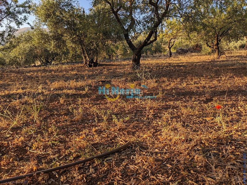 Foto fa4bb62d-79b3-4f31-abec-4ee7de4b103e. Terreny residencial a Periana