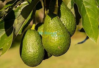 Masía en Torrox Pueblo. Parcela con apero, plantada con 330 árboles de aguacates  torrox