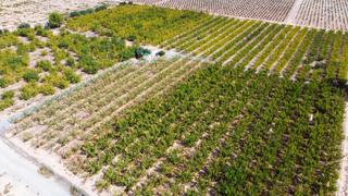 Maison à Cieza. Casa  terreno en producción en la serrana