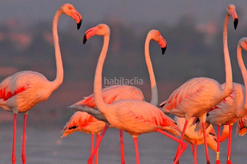 Foto 8fb29e9c-e97e-458b-85ed-1924a569e9c7. Chalet with heating parking pool in La Marina Elche / Elx