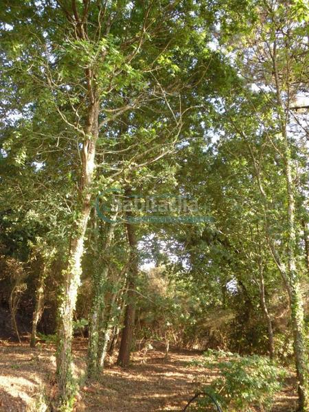 Foto 43a8f2e4-aefb-47b9-9b41-a950ab51e006. Masía en Priegue Nigrán