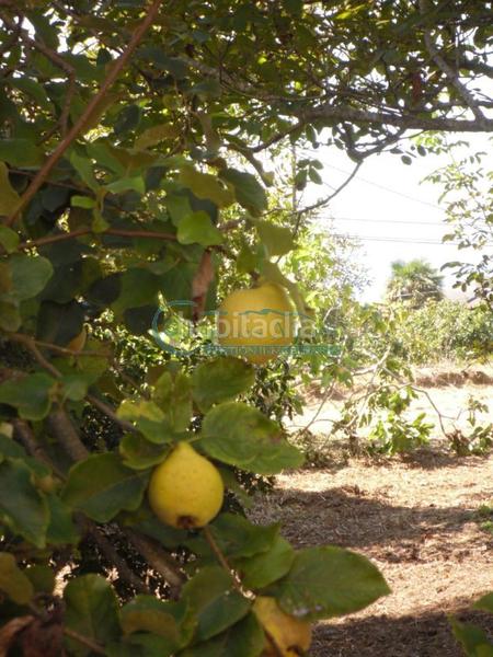 Foto 4b7b8bbf-a954-49f2-bd36-86c4add9c335. Masía en Priegue Nigrán