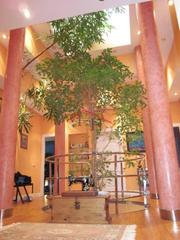 Chalet  Los acebos