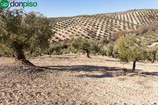 Finca rústica  Poligono 2 parcela 276 y 409. Se vende finca de olivos de 13 hectáreas en producción