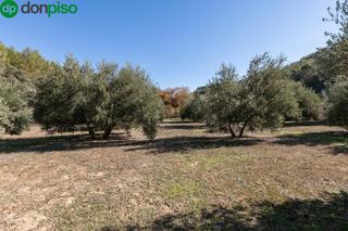 Finca rústica  Camino de moclin. Excelente olivar en el chaparral albolote