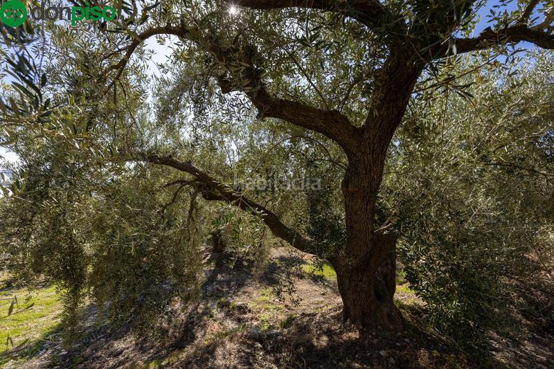 Foto d82f212c-a575-4fc9-93d4-4b99083e80f4. Finca rústica a Dúrcal