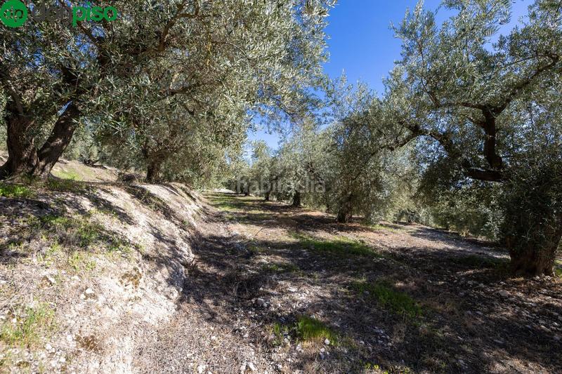 Foto f80c2126-9071-44a6-a378-1a70591677ef. Finca rústica a Dúrcal
