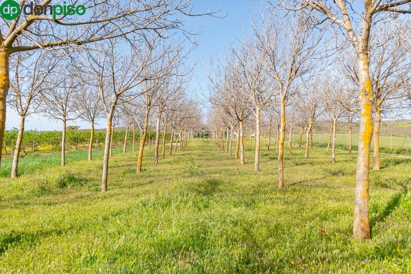 Foto 5f3ba233-6431-461f-ba47-4a1aac28abb9. Finca rústica  en venta con casa, nave y piscina en Padul