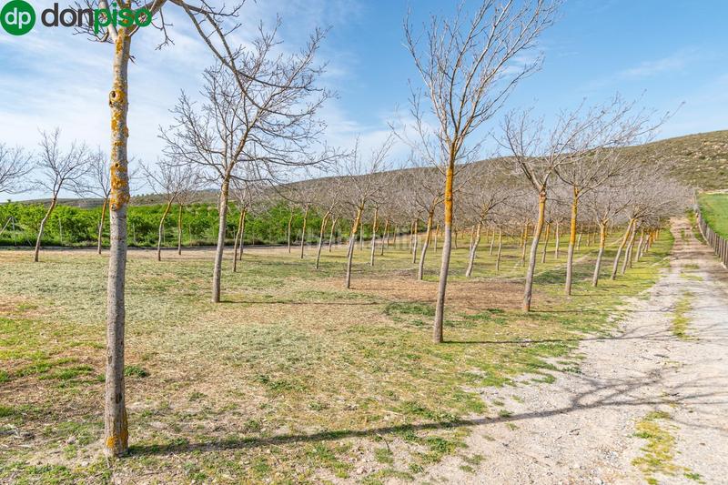 Foto dbc483d5-d36c-485b-8fc7-ccbbce55330a. Finca rústica  en venta con casa, nave y piscina en Padul