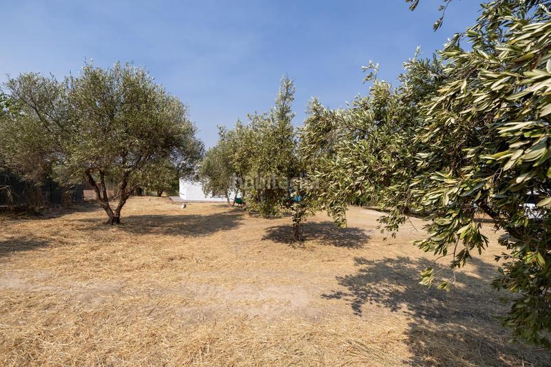 Foto 4112cfc3-1674-43a1-9367-b9b483d7be12. Masía encanto rústico con casita y olivos en moraleja de zafayona en Moraleda de Zafayona