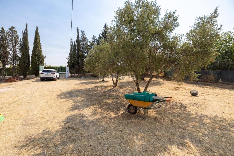 Foto 54ea8383-df8b-494e-bec8-48524b76e20c. Masía encanto rústico con casita y olivos en moraleja de zafayona en Moraleda de Zafayona