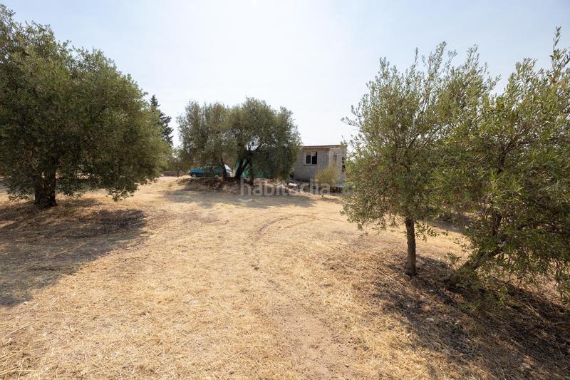 Foto 7c39a5ee-f16a-489d-89dc-1ff4a8bde782. Masía encanto rústico con casita y olivos en moraleja de zafayona en Moraleda de Zafayona
