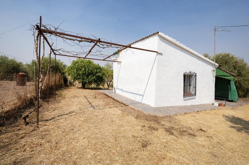Foto 85213c2a-697e-4157-85af-72516e4e34b4. Masía encanto rústico con casita y olivos en moraleja de zafayona en Moraleda de Zafayona
