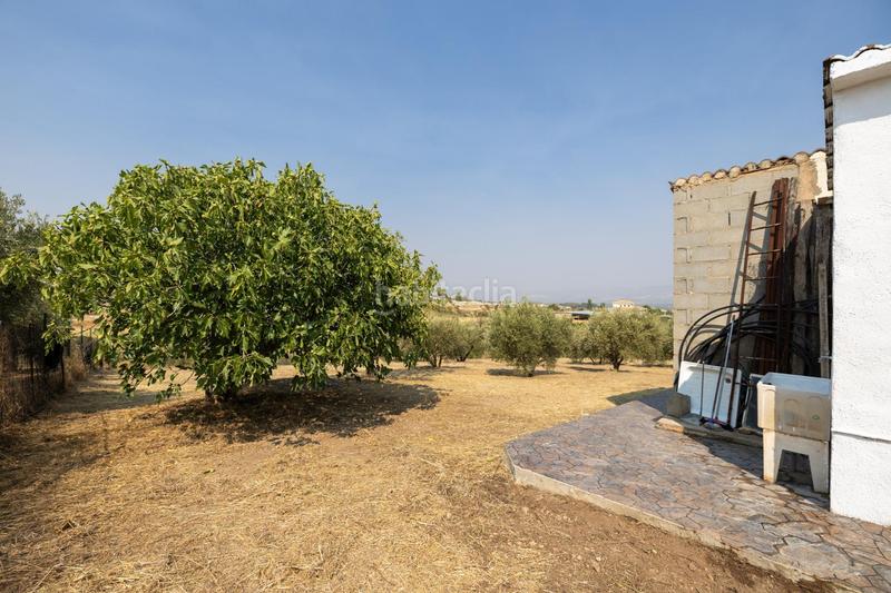 Foto a01247c2-78ea-4233-bbf6-12e9c6353f7d. Masía encanto rústico con casita y olivos en moraleja de zafayona en Moraleda de Zafayona
