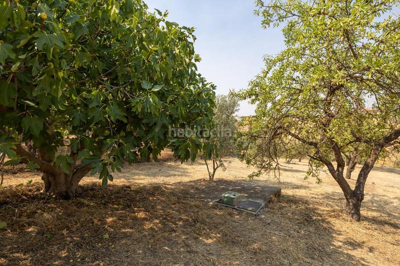 Foto cf64c16b-f3c4-45a4-9577-1917d0386615. Masía encanto rústico con casita y olivos en moraleja de zafayona en Moraleda de Zafayona