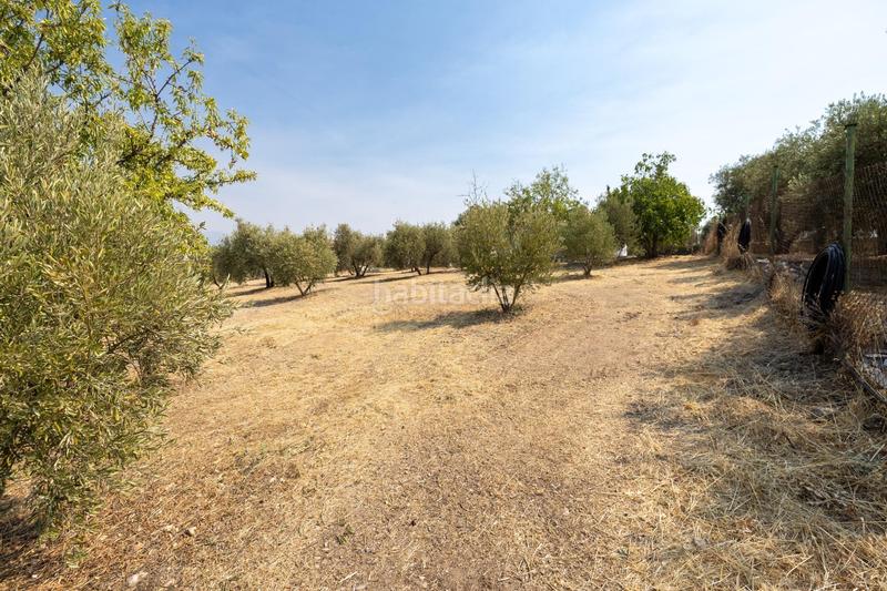Foto f75e084e-eb1e-46f5-8f16-cd10c0f32c91. Masía encanto rústico con casita y olivos en moraleja de zafayona en Moraleda de Zafayona