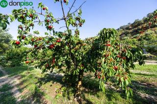 Rural plot in Paseo paseo duquesa s/n