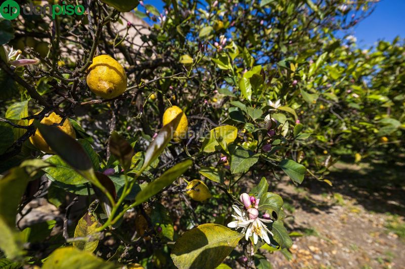 Foto c0e5fa6a-3313-4859-a7ae-1a13d51f12e9. Finca rústica a Lecrín
