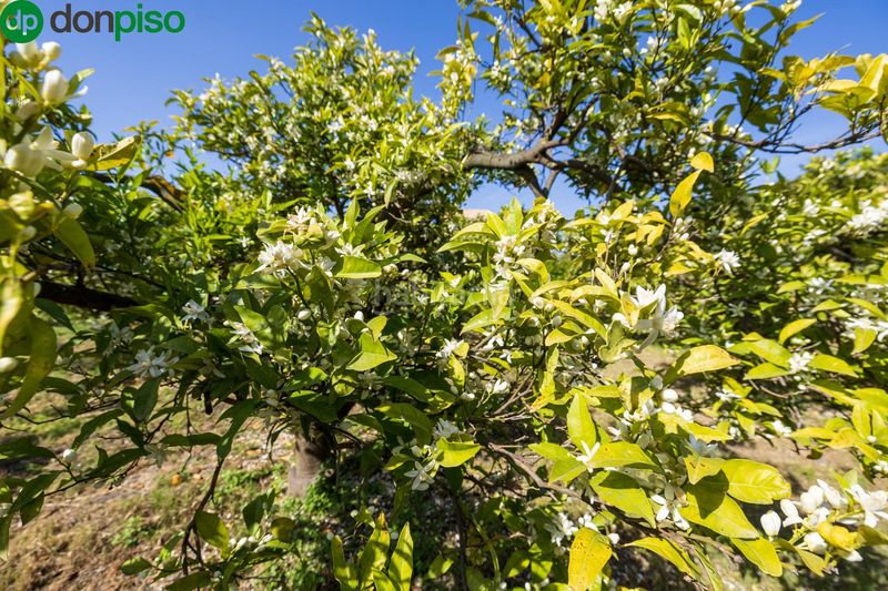 Foto d9bb87d2-e24b-4e58-a56b-5274bdfef6fb. Finca rústica a Lecrín