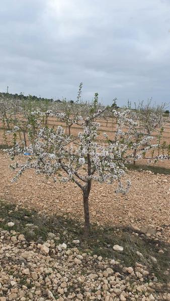 Foto 719a5ba5-d673-48b2-9ea4-4a23ce9e9a2d. Mas dans Pedanías - Extrarradio Albacete