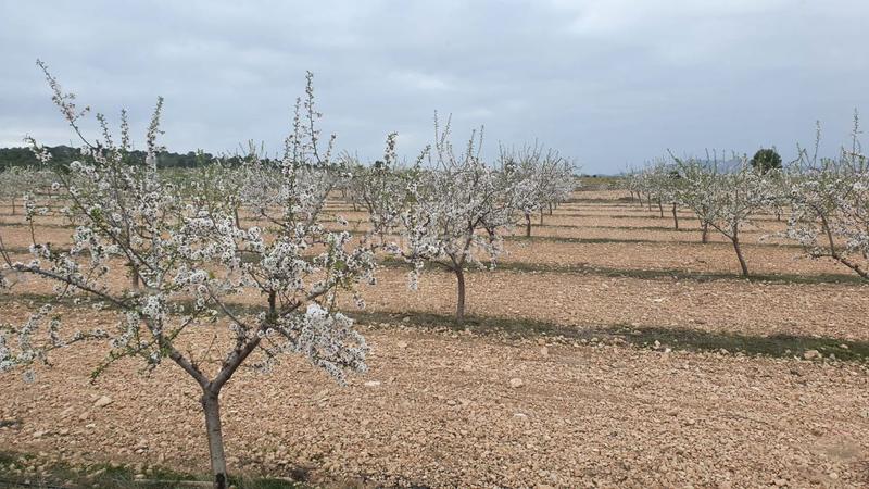 Foto b32397b9-64cf-4998-8235-e15e9563be70. Mas dans Pedanías - Extrarradio Albacete