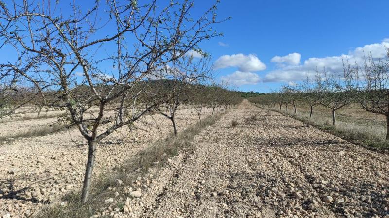 Foto d0bd152c-77d5-42da-b150-2d44aeadf1c0. Mas dans Pedanías - Extrarradio Albacete
