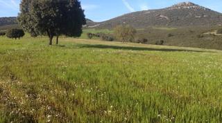 Masia a Piedrabuena. Finca en venta en piedrabuena.